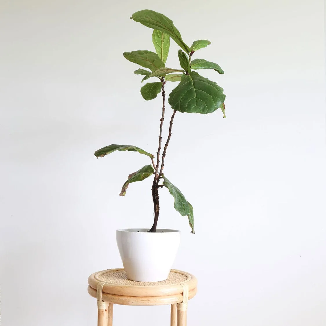 Havana Round Rattan Side Table