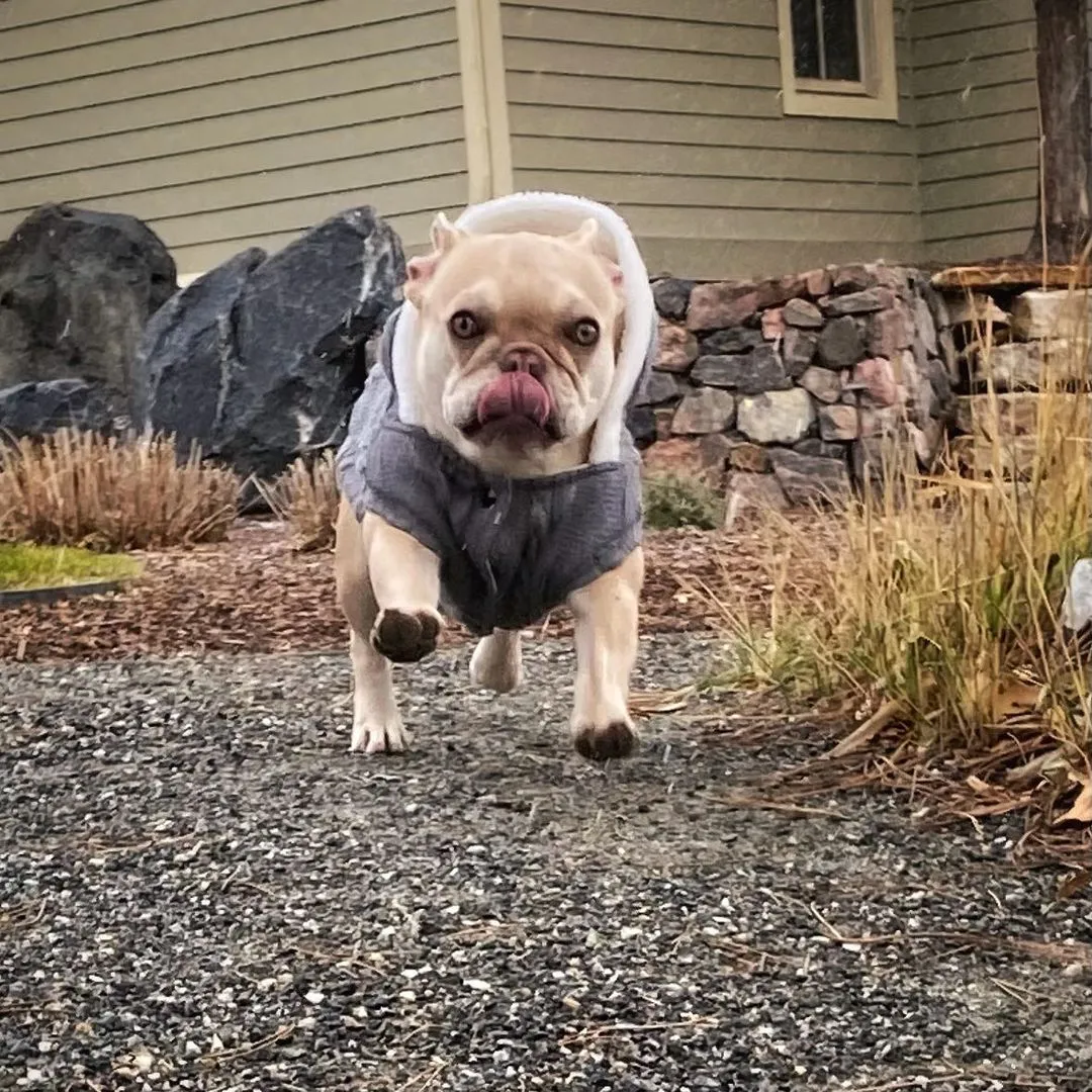 Warm Sweater for French Bulldog  (CS10)